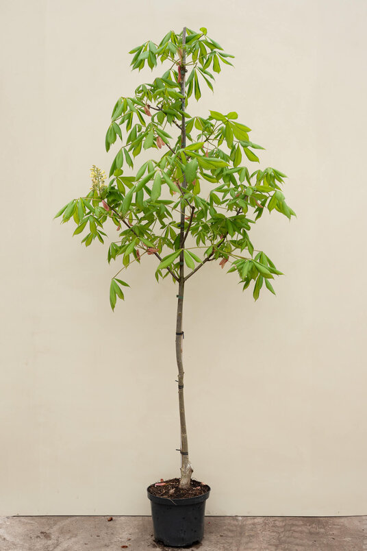 Young Yellow Pavia tree | Aesculus flava 'Vestita'
