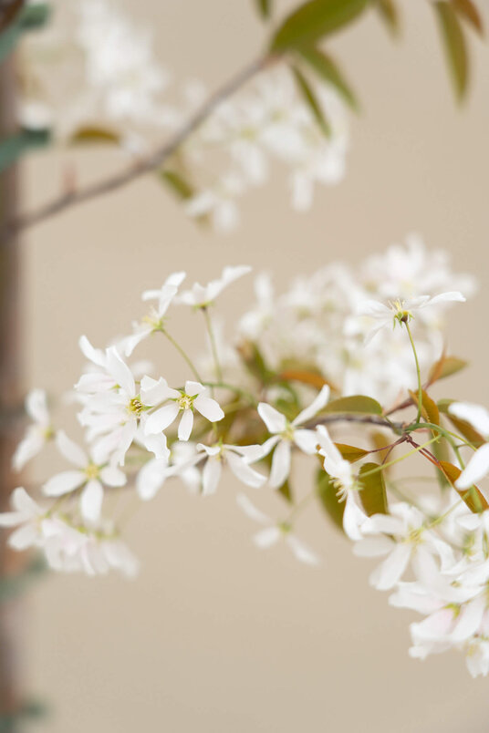 Jong Drents Krentenboompje | Amelanchier laevis 'R.J. Hilton'