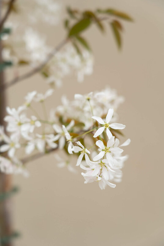 Jong Drents Krentenboompje | Amelanchier laevis 'R.J. Hilton'