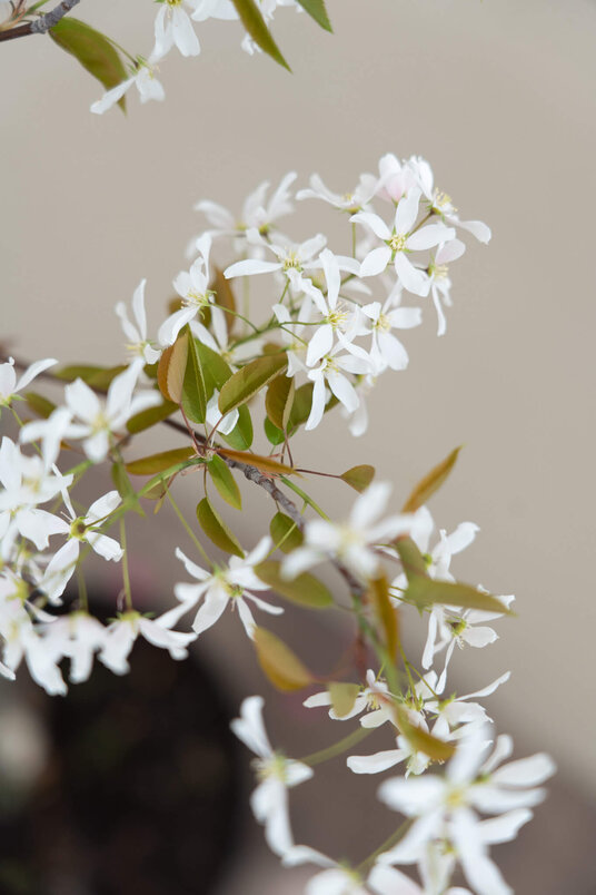 Young Drents Serviceberry | Amelanchier laevis 'R.J. Hilton