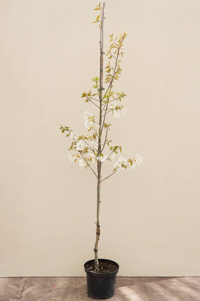 Junge Allegheny-Felsenbirne | Amelanchier laevis 'R.J. Hilton'