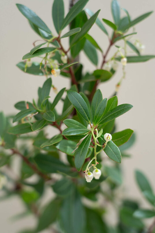 Junger Erdbeerbaum | Arbutus unedo