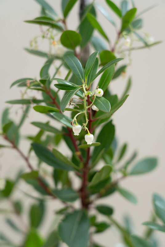 Young Strawberry Tree | Arbutus unedo