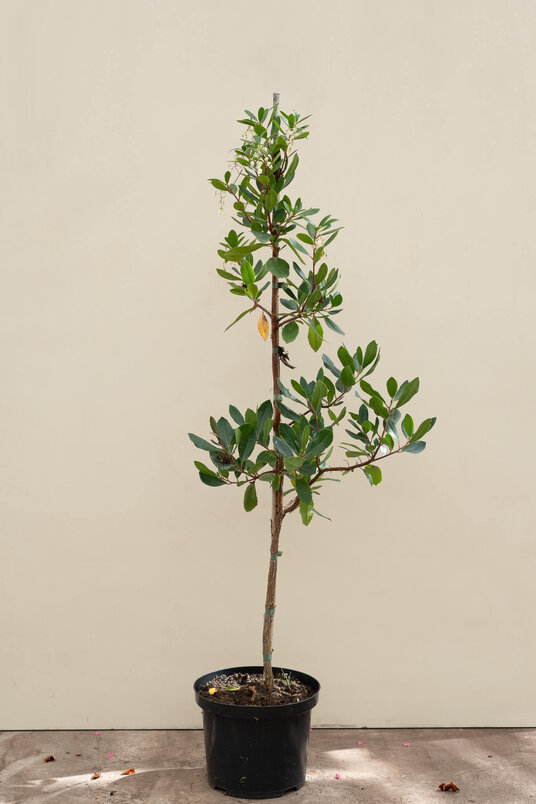 Junger Erdbeerbaum | Arbutus unedo