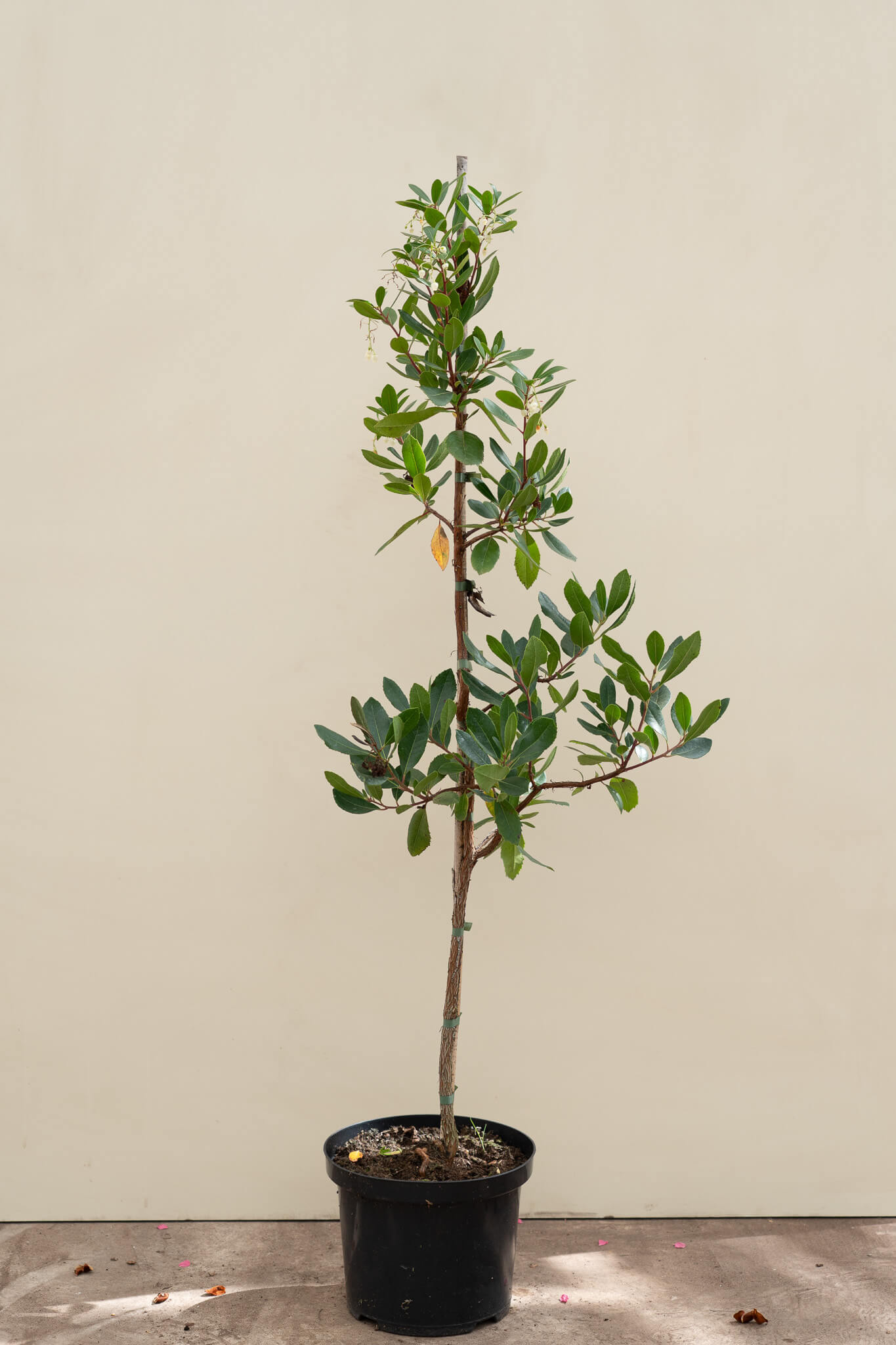 https://cdn.webshopapp.com/shops/304745/files/476114471/arbutus-unedo-3.jpg