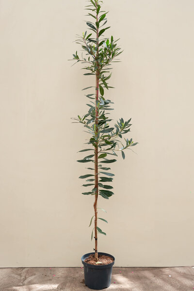 Jonge Aardbeiboom | Arbutus unedo