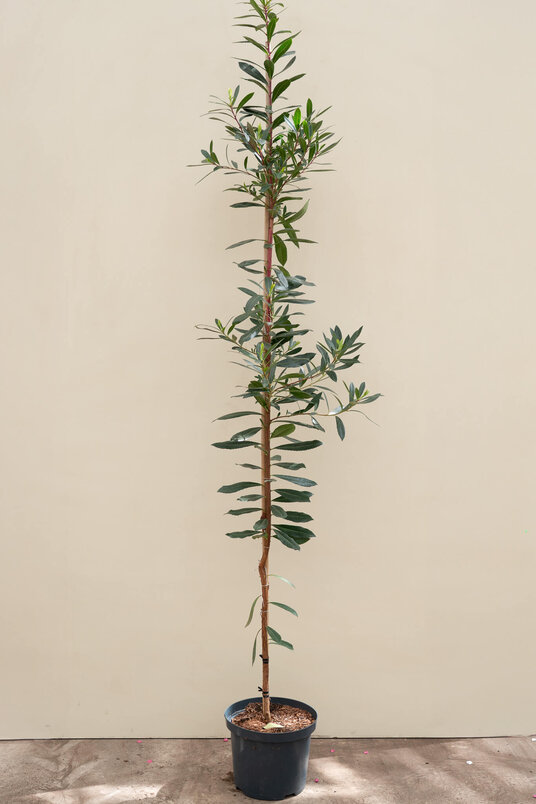 Jonge Aardbeiboom | Arbutus unedo