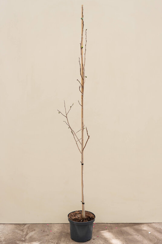 Jonge Pawpaw boom | Asimina triloba