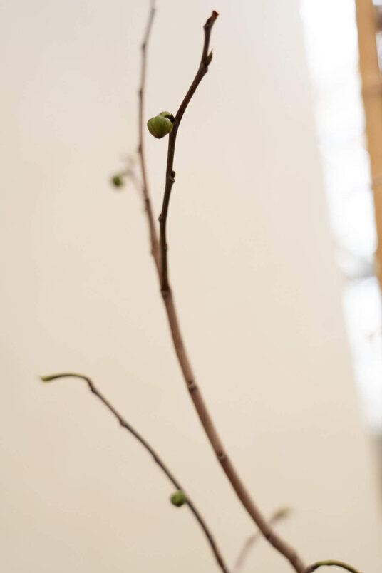 Junger Pawpaw-Baum | Asimina triloba