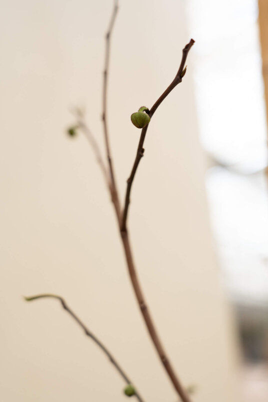 Junger Pawpaw-Baum | Asimina triloba