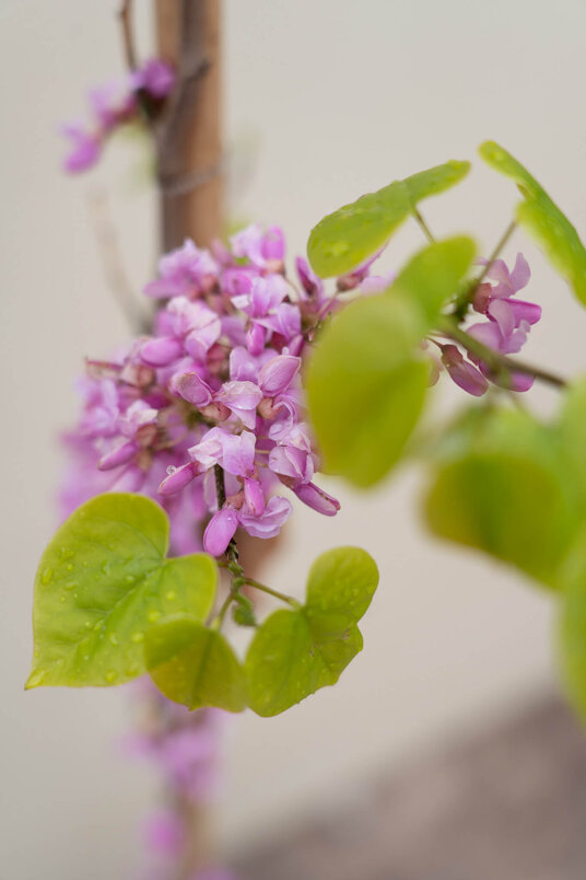 Jonge Chinese Judasboom | Cercis chinensis 'Avondale'