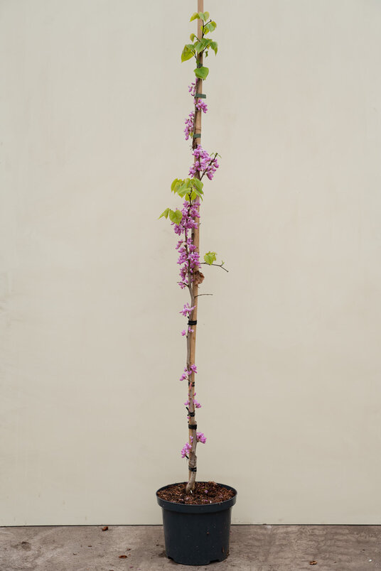 Young Chinese Redbud | Cercis chinensis 'Avondale'