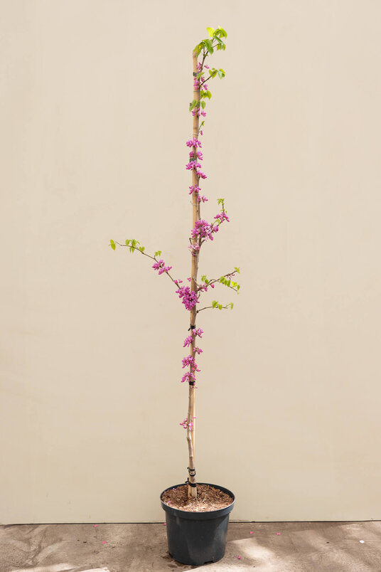 Junger Chinesischer Judasbaum | Cercis chinensis 'Avondale'