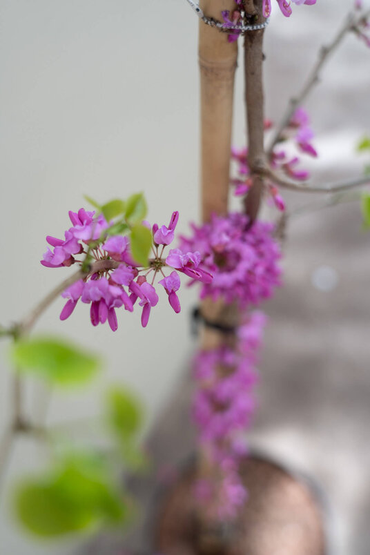 Junger Chinesischer Judasbaum | Cercis chinensis 'Avondale'