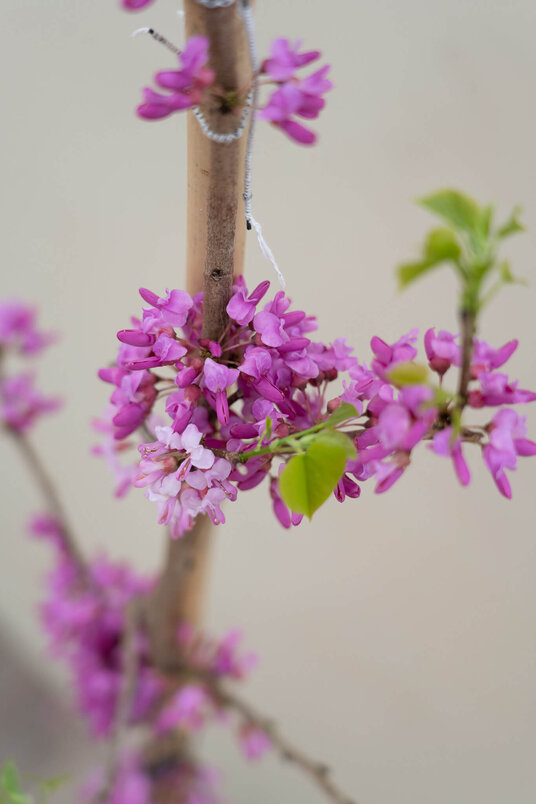 Junger Chinesischer Judasbaum | Cercis chinensis 'Avondale'