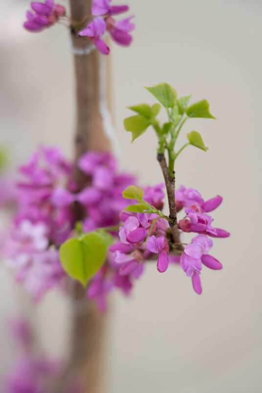 Junger Chinesischer Judasbaum | Cercis chinensis 'Avondale'