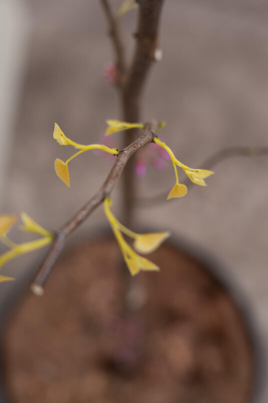 Jonge Amerikaanse Judasboom | Cercis canadensis 'Rising Sun'