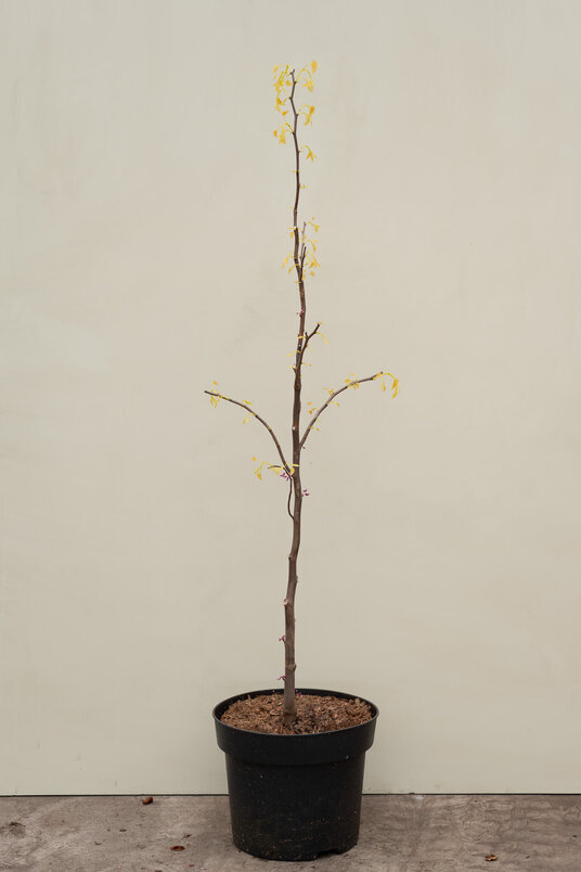 Young American Redbud | Cercis canadensis 'Rising Sun'