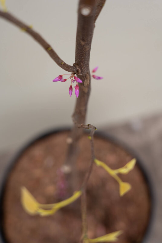 Young American Redbud | Cercis canadensis 'Rising Sun'
