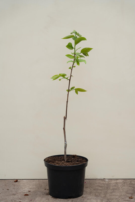 Kakibaum | Diospyros kaki
