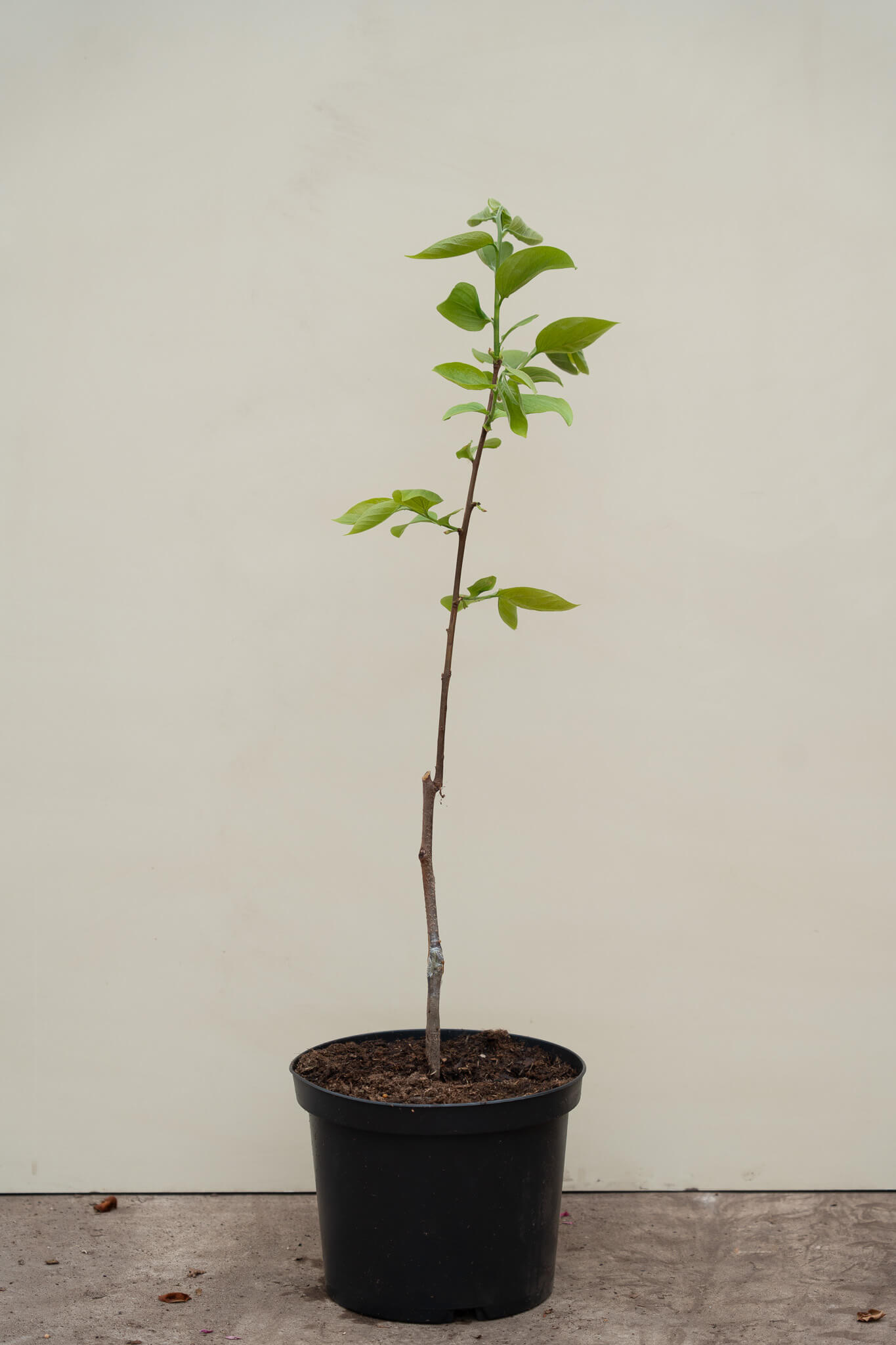 https://cdn.webshopapp.com/shops/304745/files/476114493/file.jpg