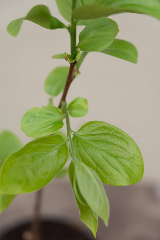 Kakiboom | Diospyros kaki