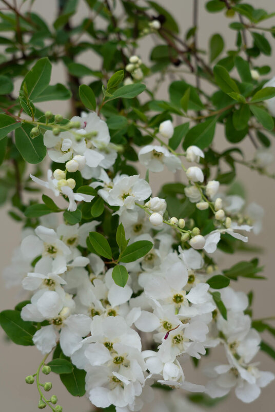 Jonge Parelboom | Exochorda macrantha 'The Bride'