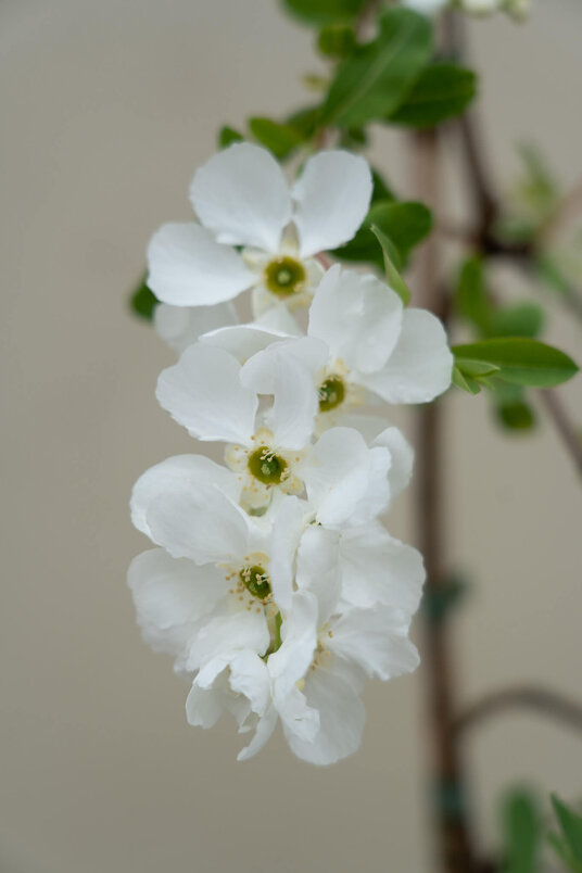 Young Pearl Tree | Exochorda macrantha 'The Bride'