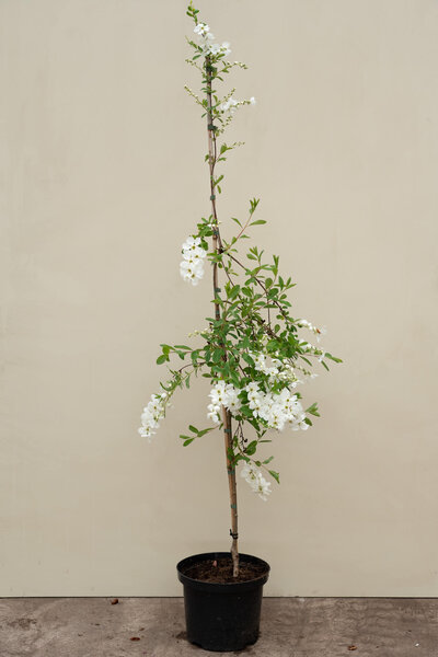 Junger Perlenbaum | Exochorda macrantha 'Die Braut'