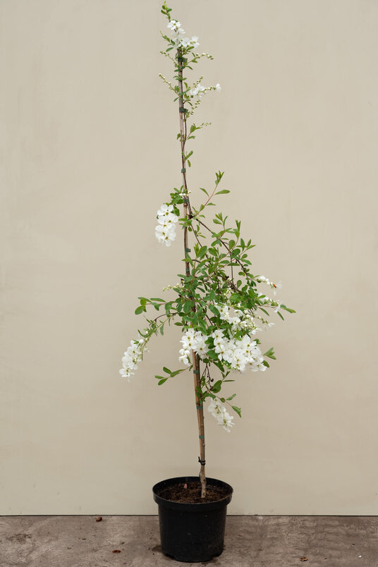 Young Pearl Tree | Exochorda macrantha 'The Bride'