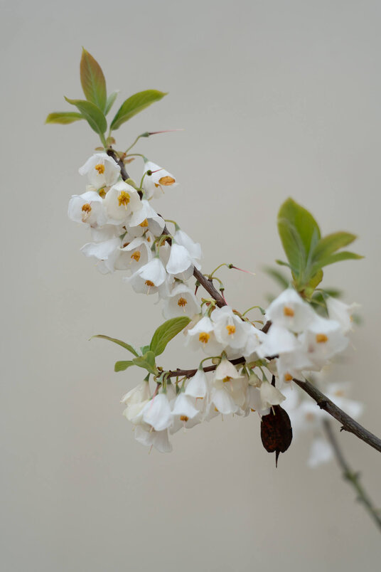Young Carolina Silverbell Tree | Halesia carolina