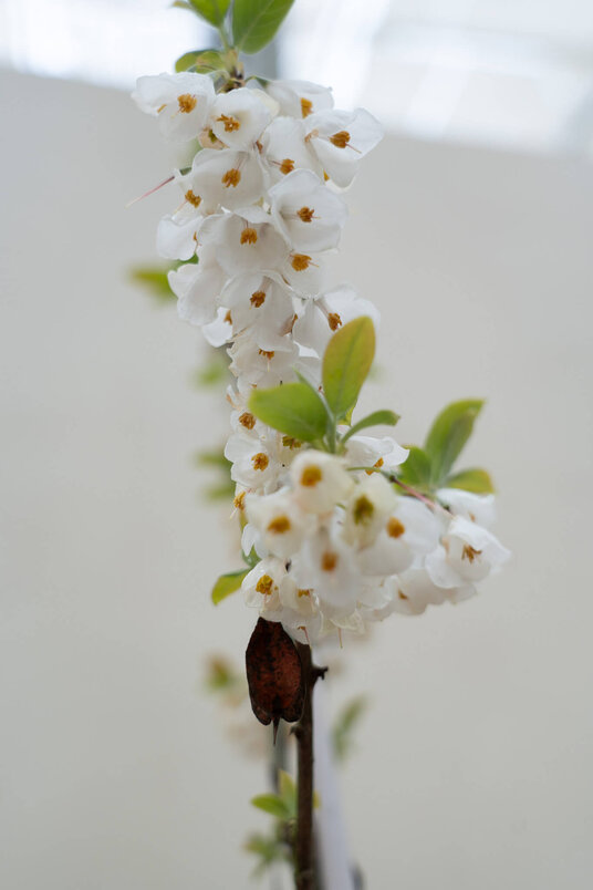 Junger Schneeglöckchenbaum | Halesia carolina