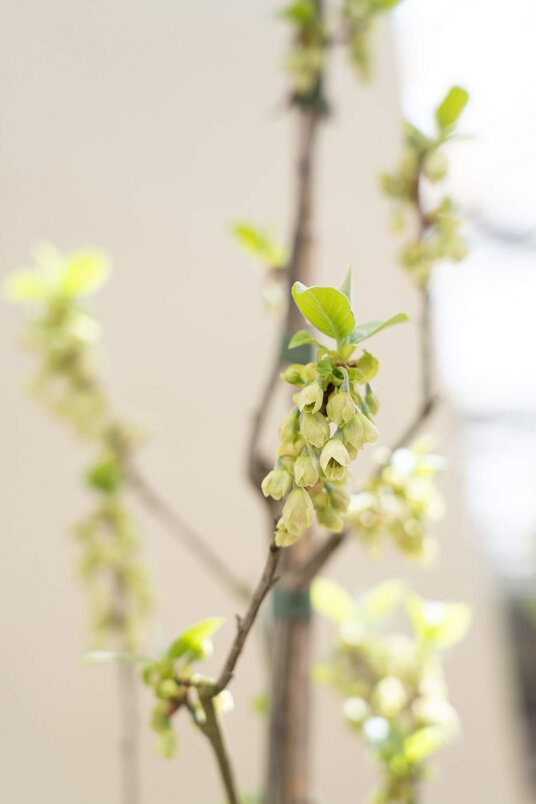 Young Carolina Silverbell Tree | Halesia carolina