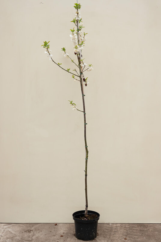 Young Carolina Silverbell Tree | Halesia carolina