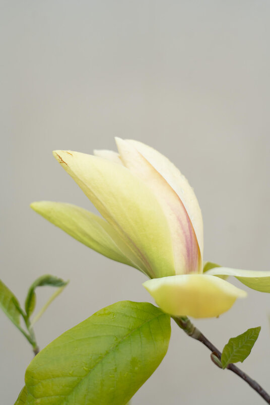Jonge Beverboom | Magnolia 'Banana Split'