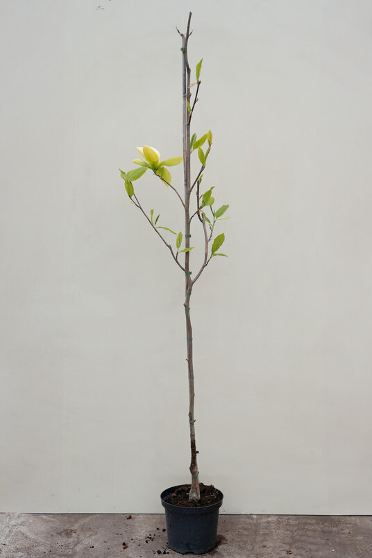 Junger Magnolienbaum | Magnolia 'Banana Split