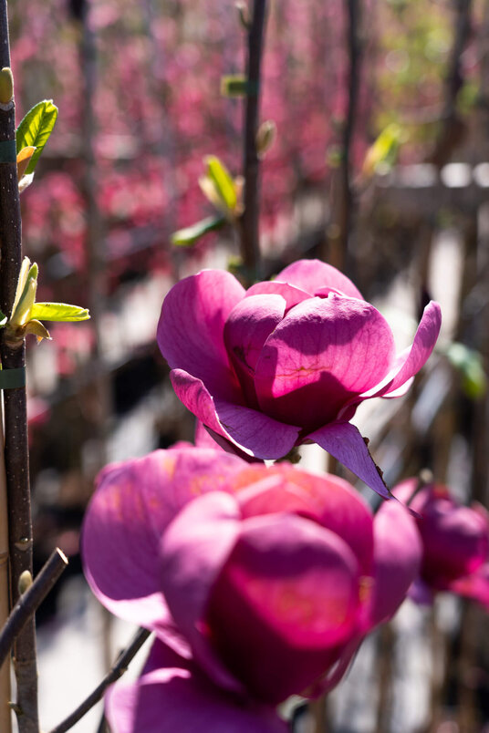 Junger Biberbaum | Magnolia 'Black Tulip'