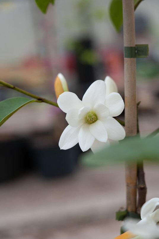 Young Michelia Tree | Magnolia 'Fairy White'