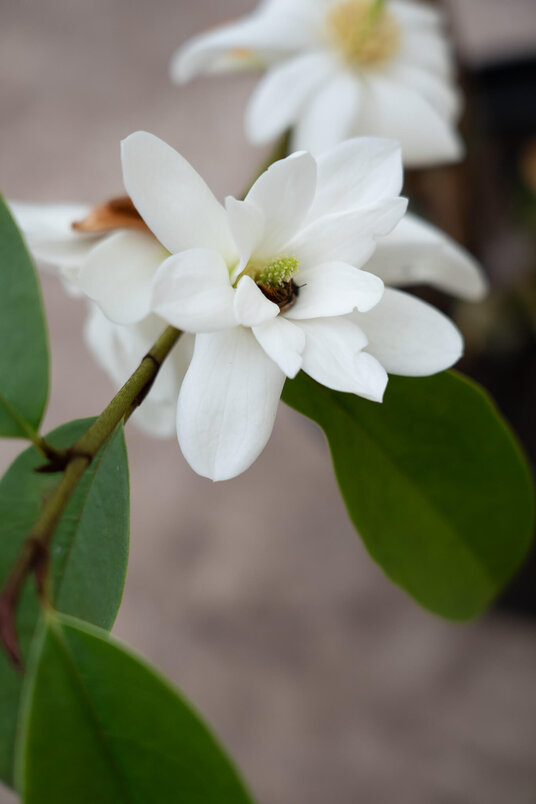 Jonge Michelia boom | Magnolia 'Fairy White'