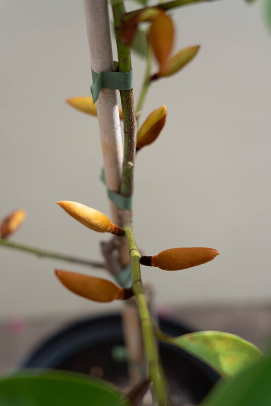 Junger Micheliabaum | Magnolia 'Fairy White'