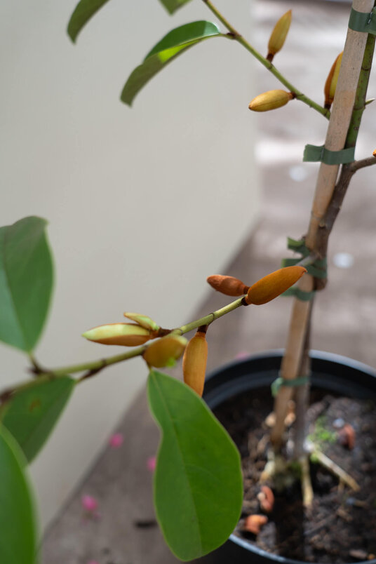 Young Michelia Tree | Magnolia 'Fairy White'