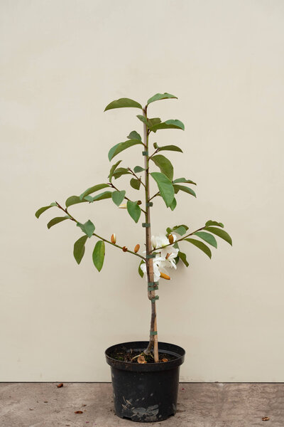 Junger Micheliabaum | Magnolia 'Fairy White'