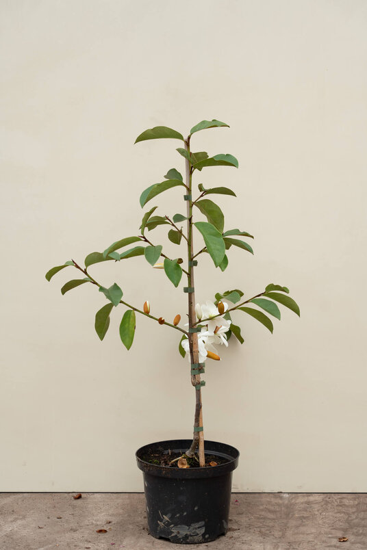 Junger Micheliabaum | Magnolia 'Fairy White'