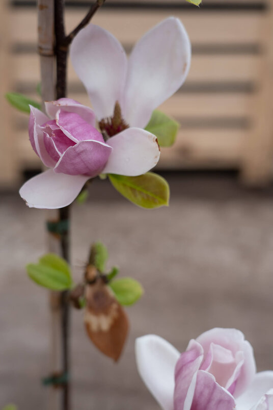 Young Pink-Red Saucer Magnolia | Magnolia soulangeana 'Satisfaction'