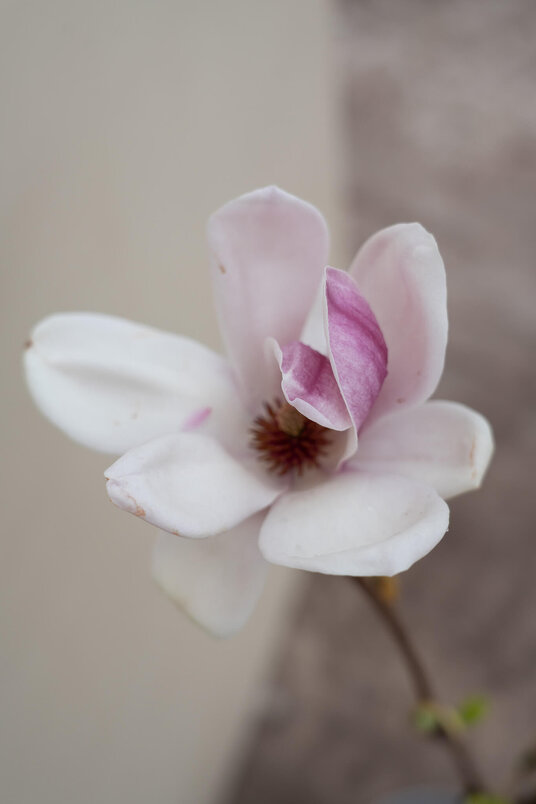 Junge Rosa-Rote Tulpen-Magnolie | Magnolia soulangeana 'Satisfaction'