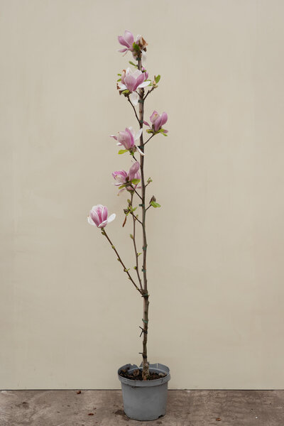 Jonge Roze-Rode Beverboom | Magnolia soulangeana 'Satisfaction'