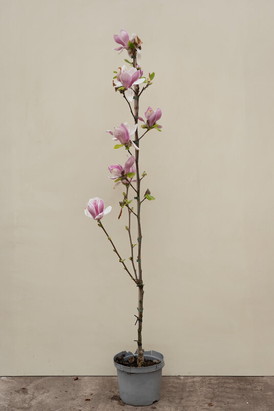 Junge Rosa-Rote Tulpen-Magnolie | Magnolia soulangeana 'Satisfaction'