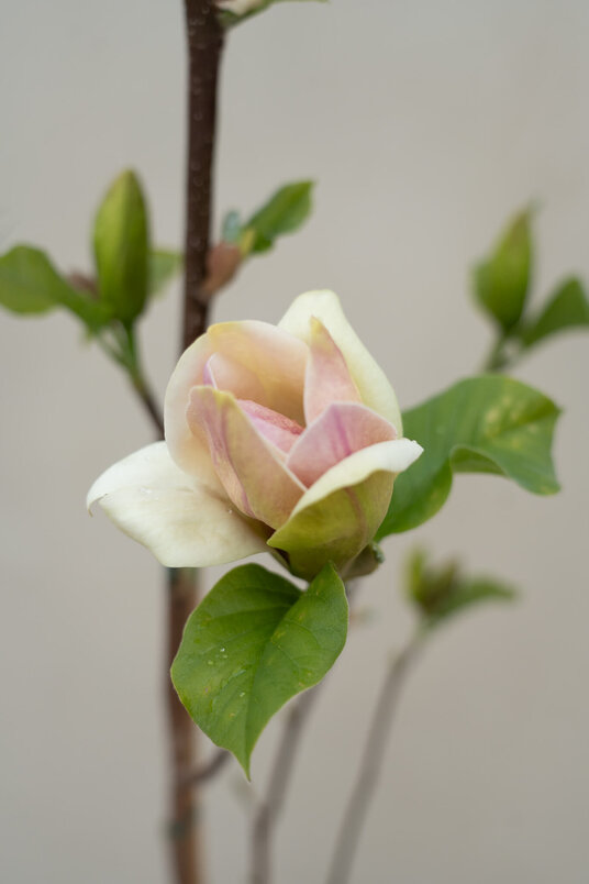 Jonge Beverboom | Magnolia 'Sunsation'