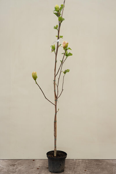 Jonge Beverboom | Magnolia 'Sunsation'