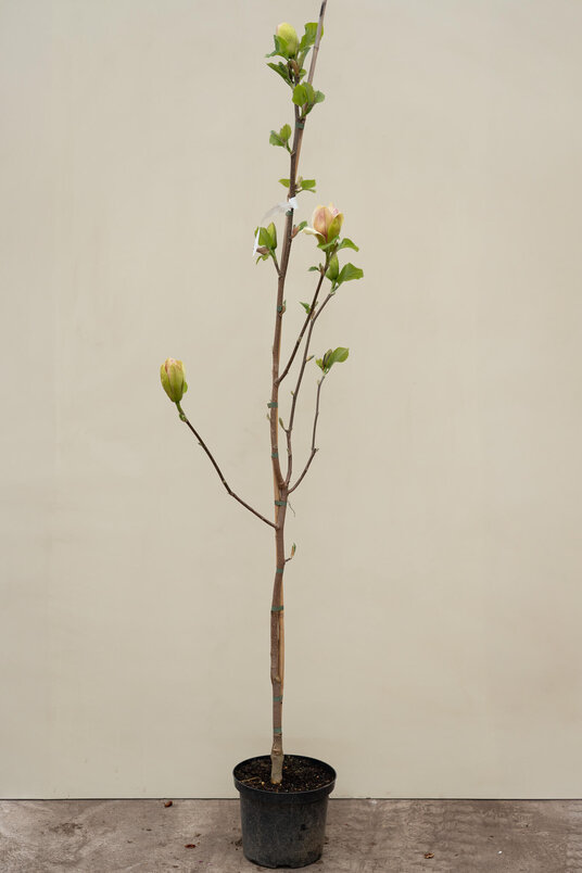 Jonge Beverboom | Magnolia 'Sunsation'